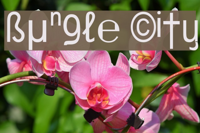 Bungle City Schriftart examples