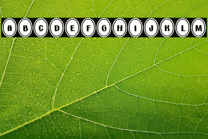 Bunny*Eggs Regular Example 2