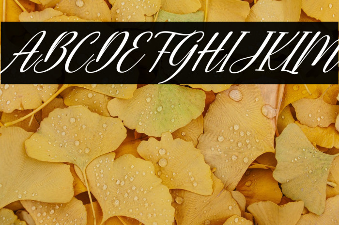 Bunny Honey Italic Example 3