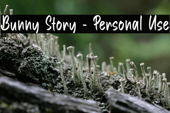 Bunny Story - Personal Use Example 3