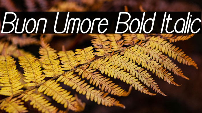 Buon Umore Bold Italic Example 1