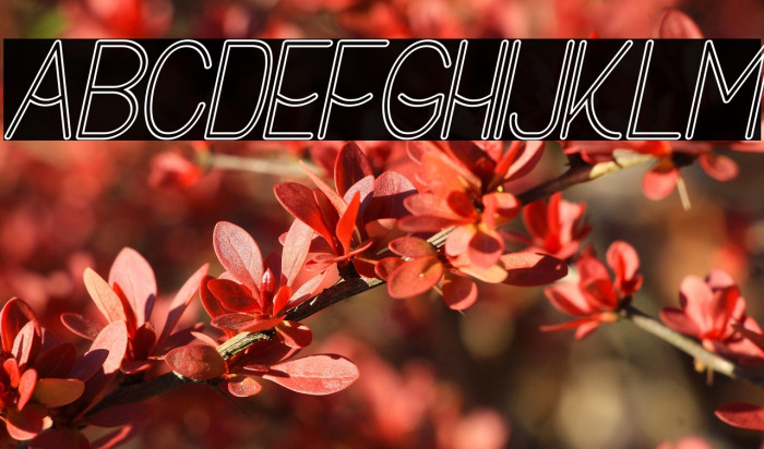 Buon Umore Hollow Italic Example 3