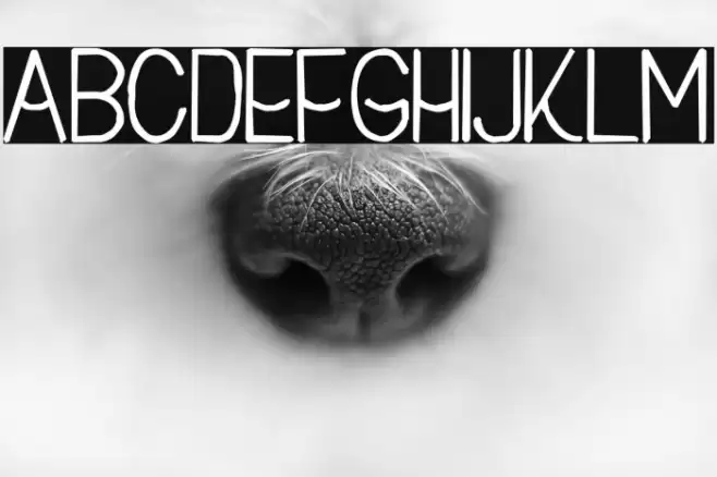 Buon Umore Rough Bold Font examples