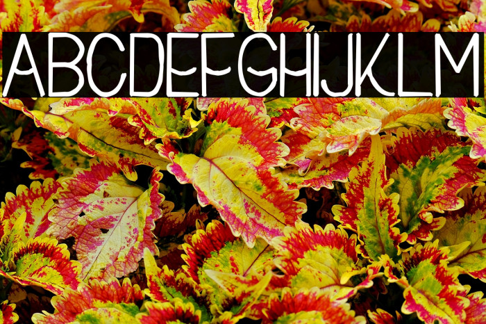 Buon Umore Rough Bold Example 2