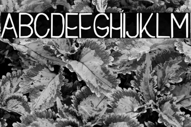 Buon Umore Rough Bold Font examples