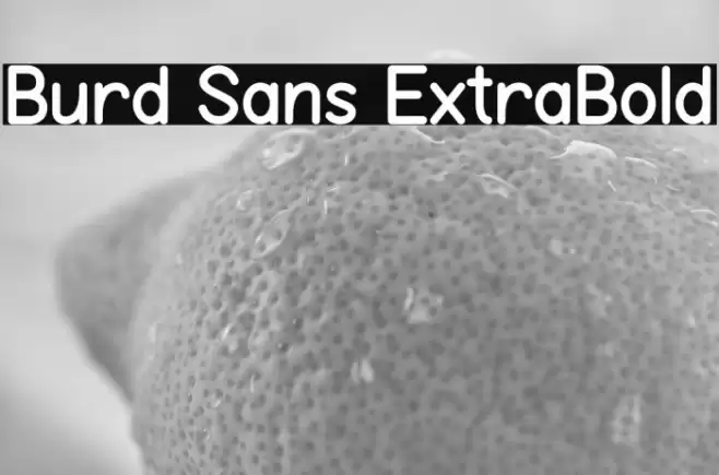 Burd Sans ExtraBold Font examples