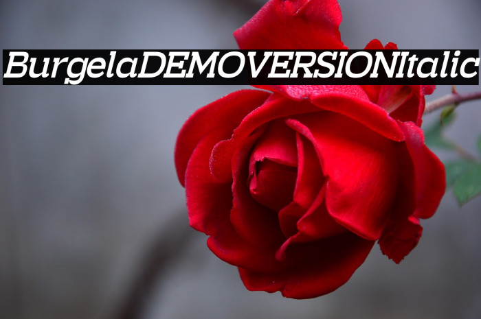 Burgela DEMO VERSION Italic Example 2