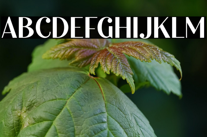 Burgundy DEMO Example 3