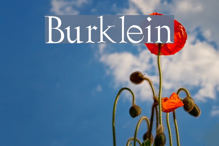 Burklein Font examples