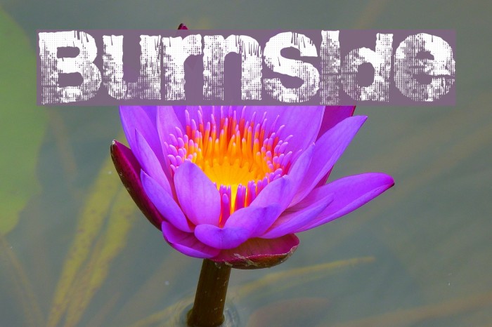 BurnSide Polices examples