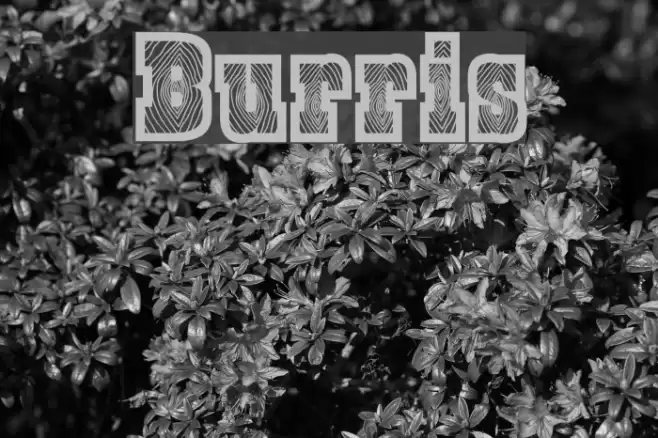 Burris خط examples