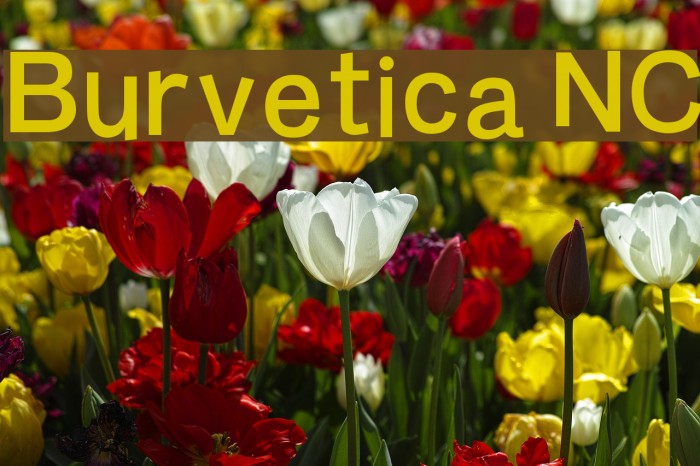 Burvetica NC Example 2