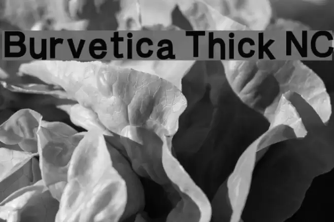 Burvetica Thick NC Font examples