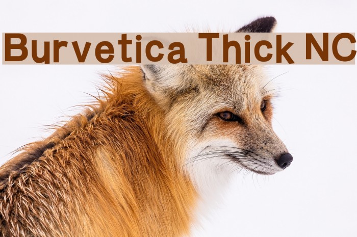 Burvetica Thick NC Font examples