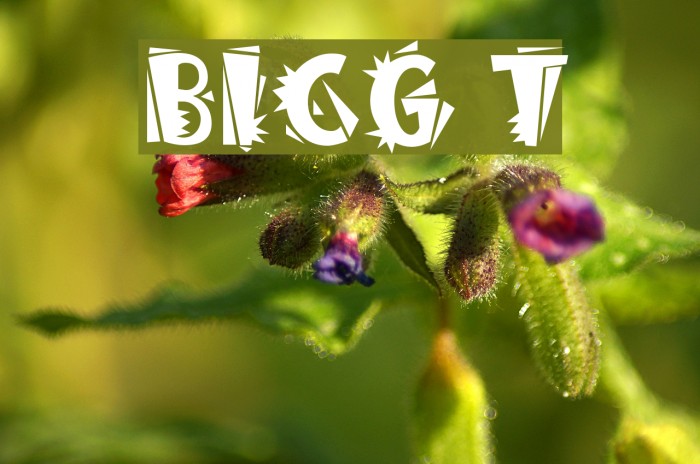BurweedICG Thorny Font examples