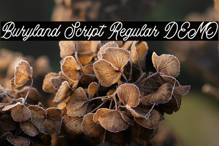 Buryland Script Regular DEMO Example 2