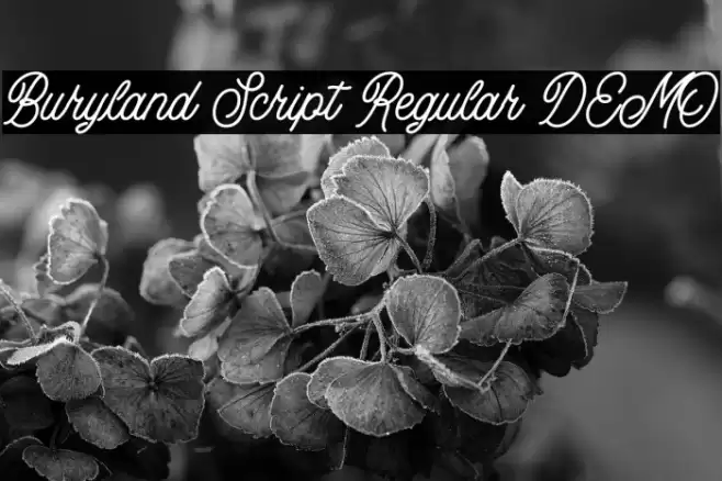 Buryland Script Regular DEMO Font examples
