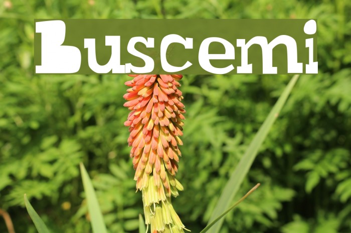 Buscemi Polices examples