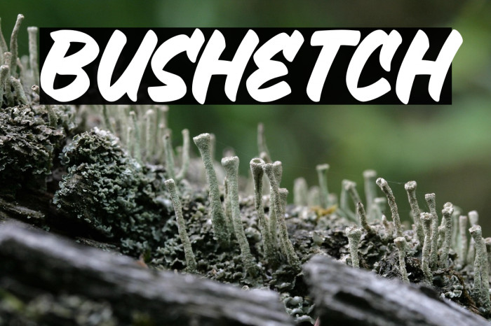 Bushetch Example 2