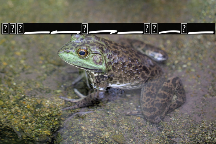 BushetchSwash Example 1