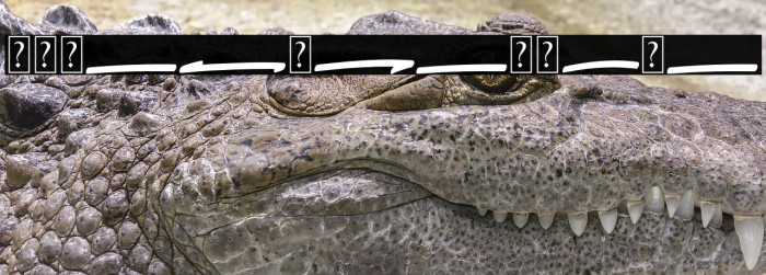 BushetchSwash Example 2