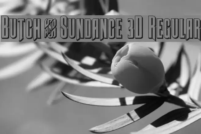 Butch & Sundance 3D Regular Example 3