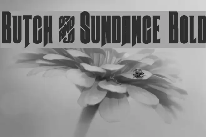Butch & Sundance Bold Example 3