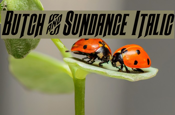 Butch & Sundance Italic Font examples
