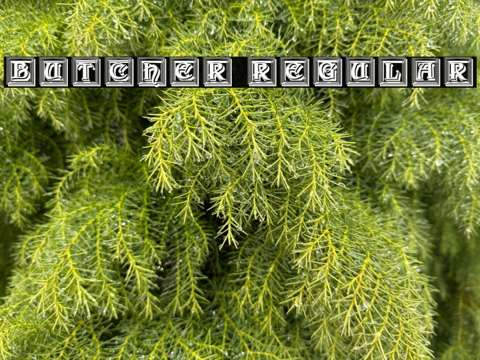 Butcher Regular Example 3