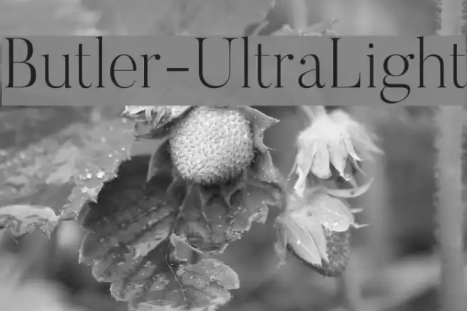Butler-UltraLight Font examples