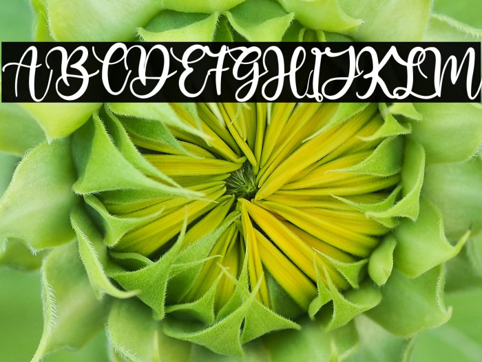 Butter Cookies Example 2