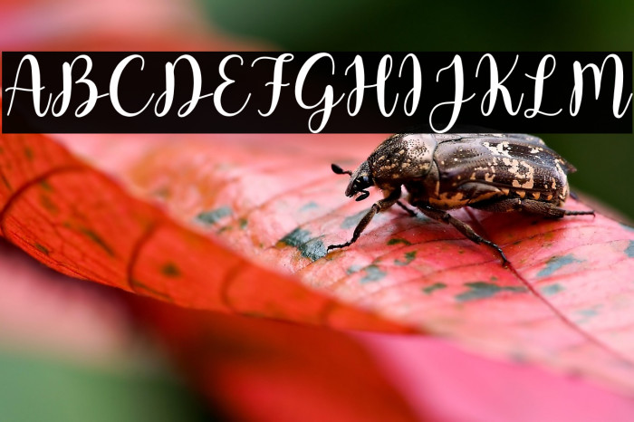 Butter Pastry Example 3