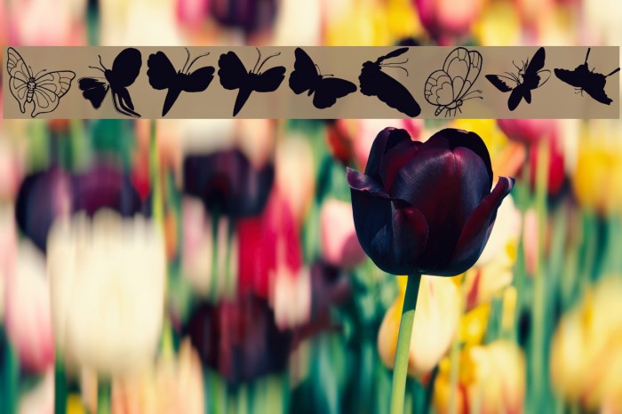 ButterFly Font examples