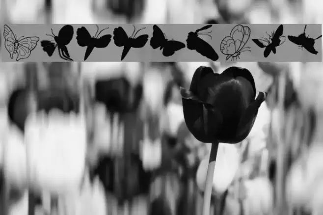 ButterFly Font examples