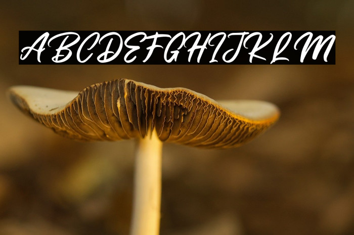 ButterSwanyFreePersonalUse Example 3