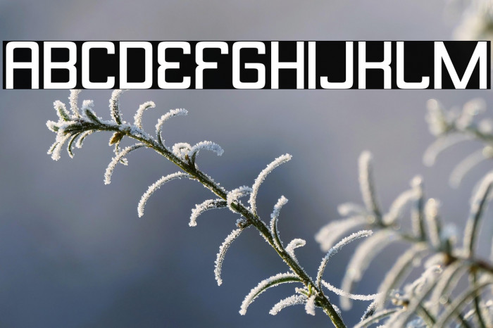 Butterbelly-Regular Example 3