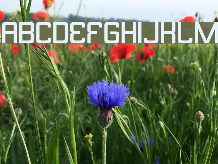 Butterbelly Font examples