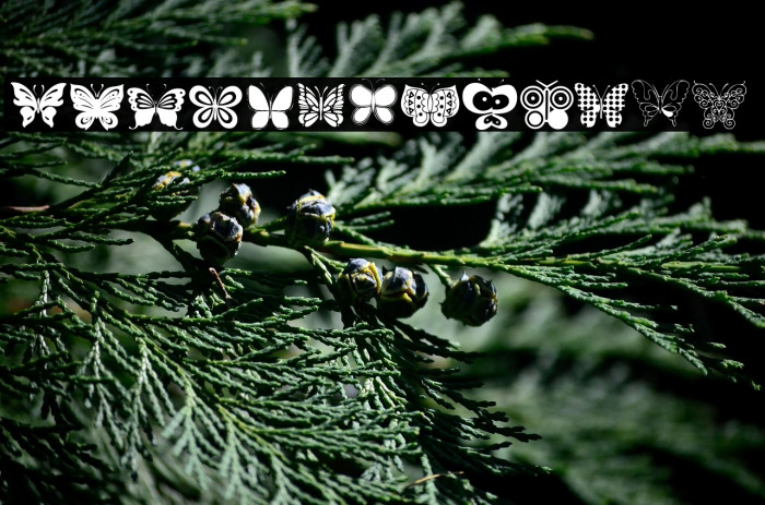 Butterflies Example 1