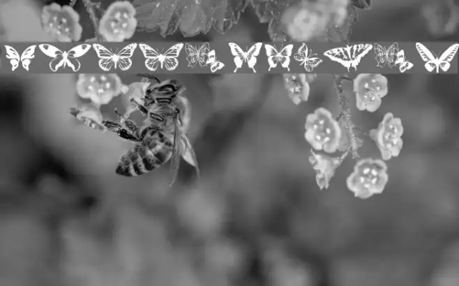 Butterflies Example 2