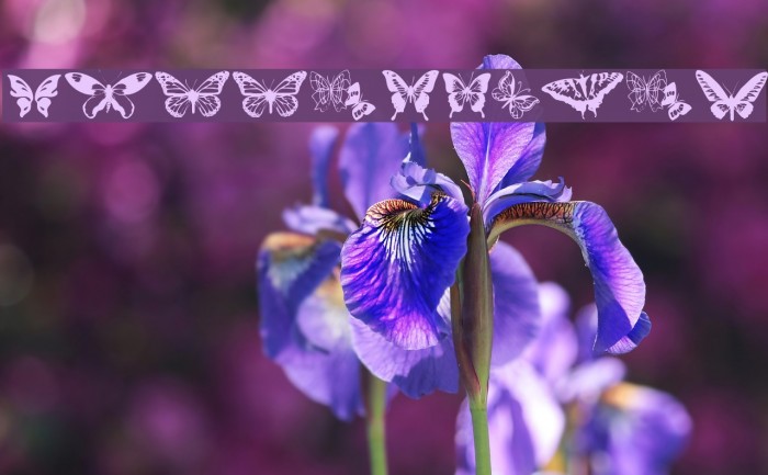 Butterflies Font examples