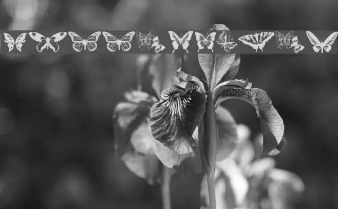 Butterflies Example 3