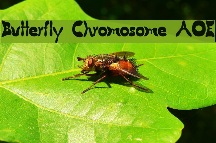 Butterfly Chromosome AOE Font examples