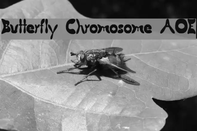 Butterfly Chromosome AOE Font examples