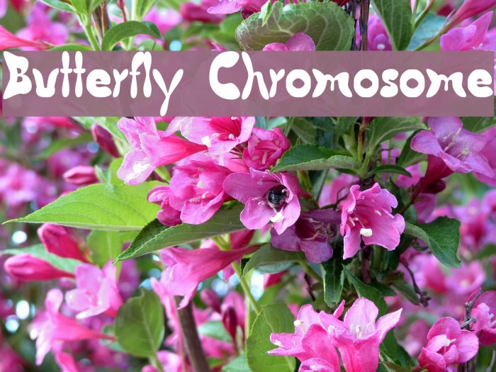 Butterfly Chromosome Font examples
