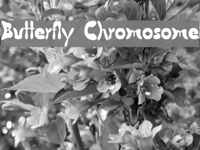 Butterfly Chromosome Example 2