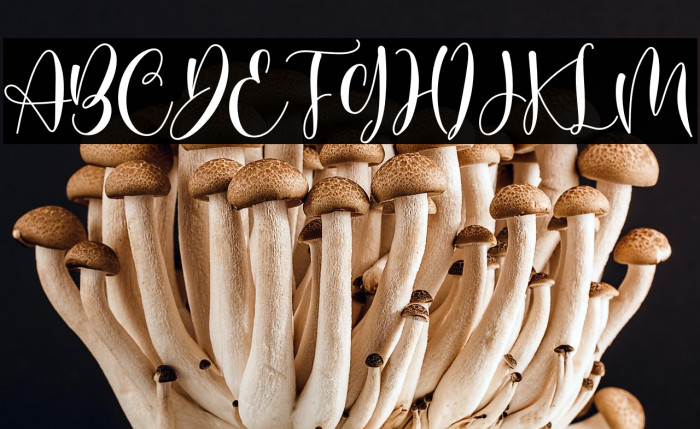 Butterfly Garden Example 1