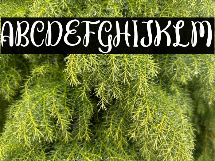 ButterflyFREE Example 1