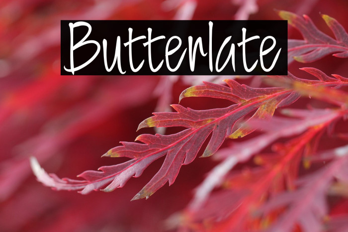 Butterlate Example 3