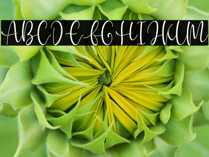 Buttey Honey Example 1