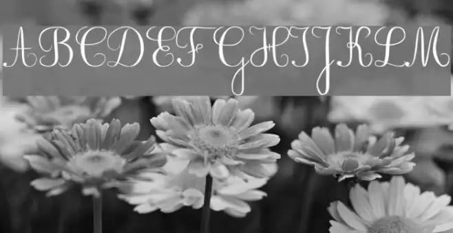 BV_Rondes Font examples